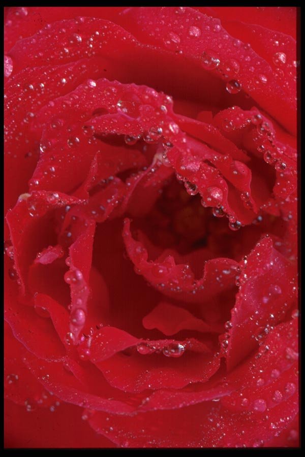 011085 Red Rose With Dew A4 Photo Print