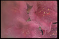 011086 Pink Flower Cluster A4 Photo Print