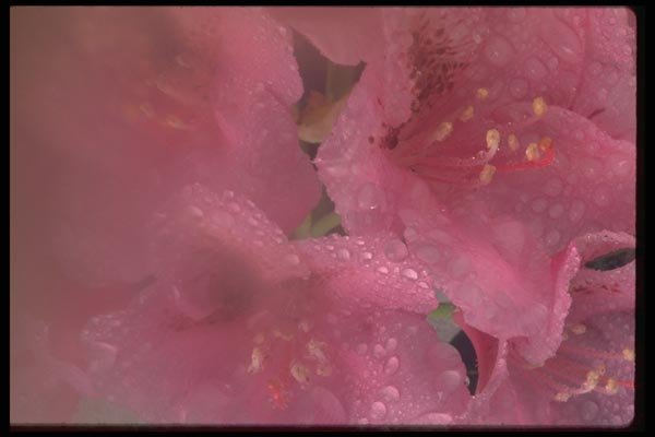 011086 Pink Flower Cluster A4 Photo Print