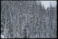 011087 Snowy Forest A4 Photo Print