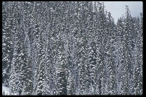 011087 Snowy Forest A4 Photo Print