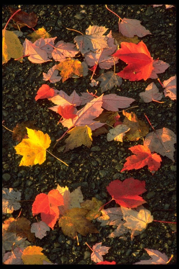 011088 Autumn Leaves On Gravel A4 Photo Print