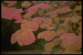 011089 Orange Autumn Leaves On Branch A4 Photo Print