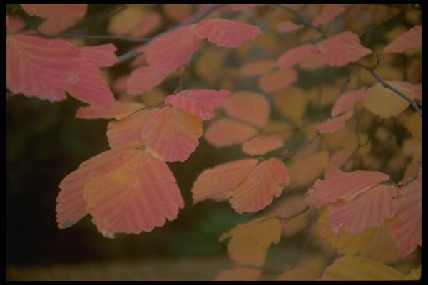011089 Orange Autumn Leaves On Branch A4 Photo Print