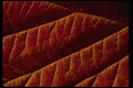 011090 Brown Leaf Closeup A4 Photo Print