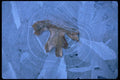 011091 Leaf Frozen In Water A4 Photo Print