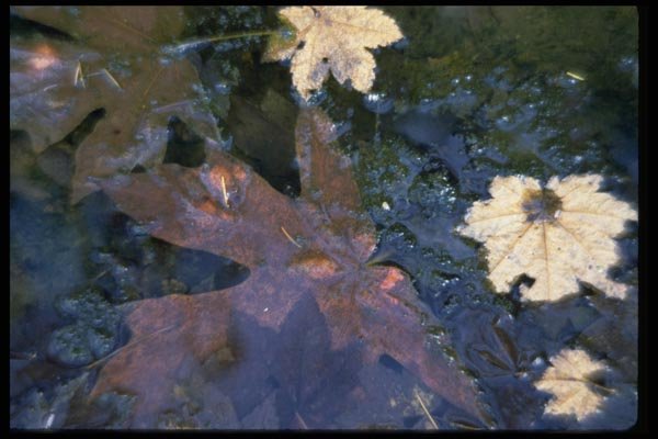 011092 Underwater Leaves A4 Photo Print