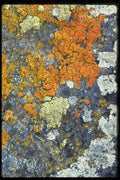 011094 Orange And White Lichen A4 Photo Print