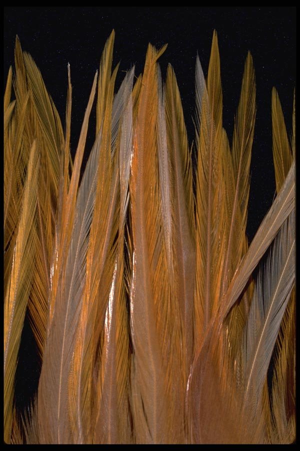 011095 Feather Arrangement A4 Photo Print