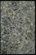 011096 Tumbleweed A4 Photo Print