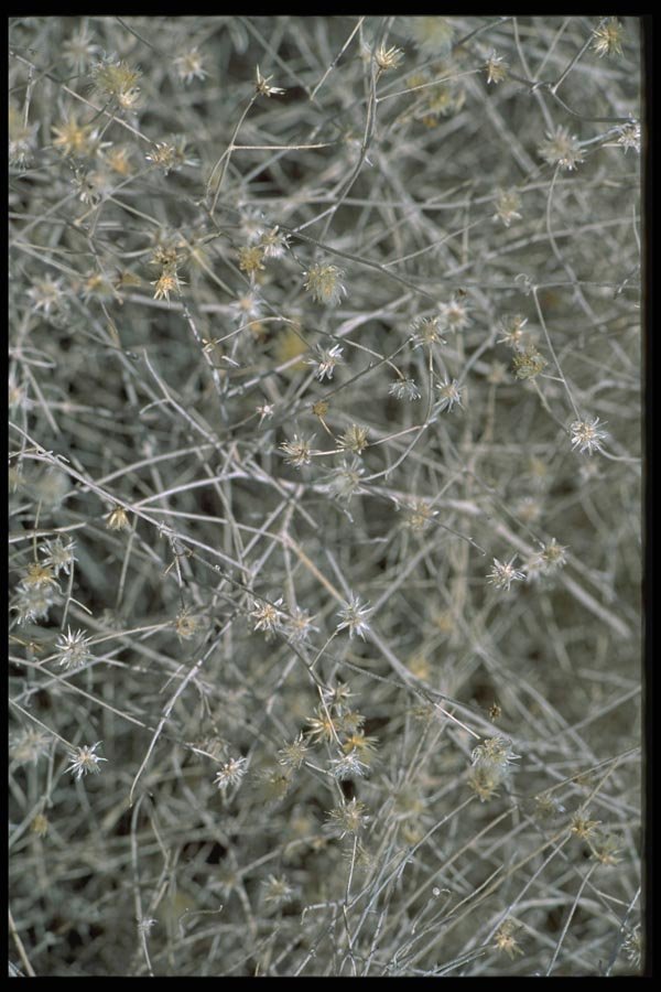 011096 Tumbleweed A4 Photo Print