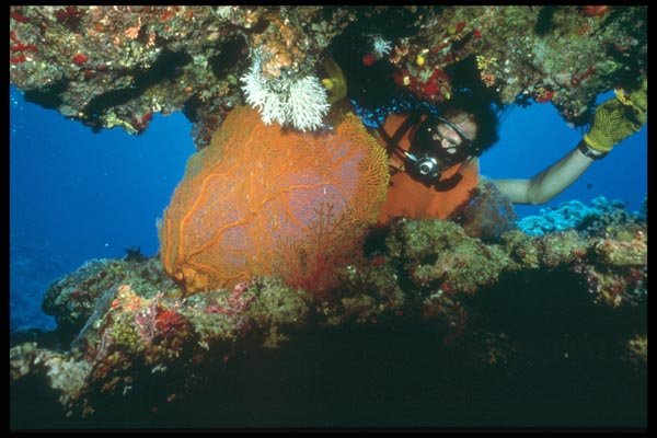 012000 Diver Looking Into Orange Sea Fan A4 Photo Print