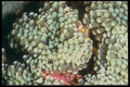 012001 White Anemone A4 Photo Print