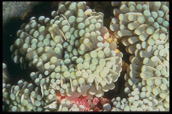 012001 White Anemone A4 Photo Print