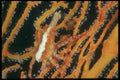 012002 Orange Gorgonian Coral Close Up  A4 Photo Print