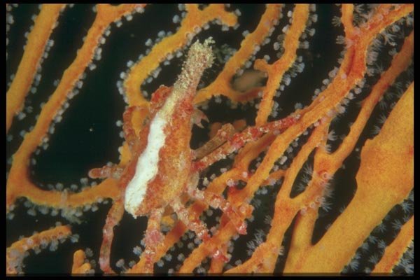 012002 Orange Gorgonian Coral Close Up  A4 Photo Print