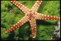 012003 Sea Star On Green Plants A4 Photo Print
