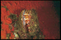 012004 Scallop Covered With Plant Life On Red Plant A4 Photo Print
