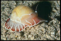 012005 Nautilus On Rocks A4 Photo Print