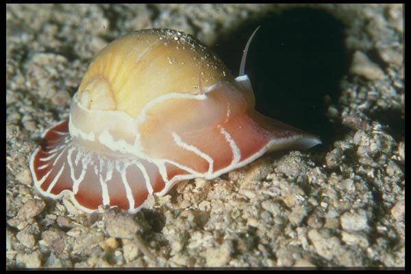 012005 Nautilus On Rocks A4 Photo Print