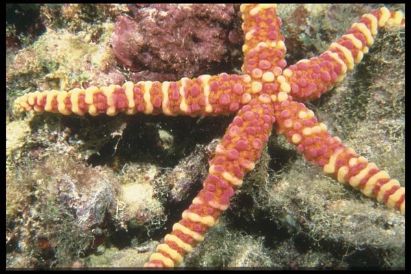 012006 Long Armed Sea Star A4 Photo Print