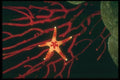 012007 Sea Star, Red Gorgonian Coral A4 Photo Print