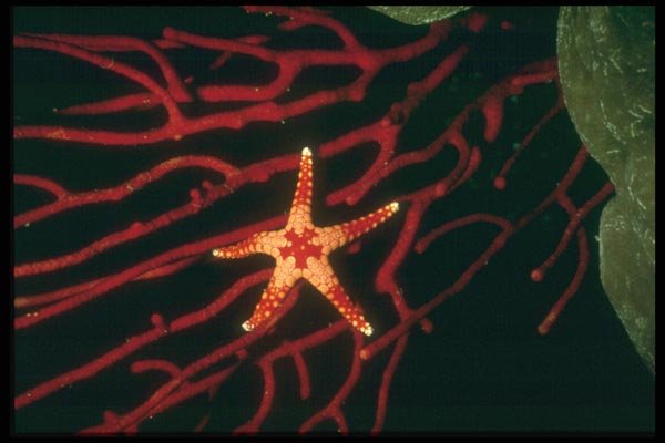 012007 Sea Star, Red Gorgonian Coral A4 Photo Print