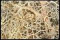 012009 Sea Sponge Scrubber A4 Photo Print