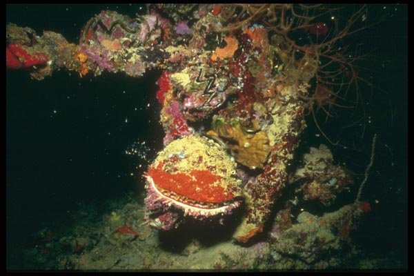 012010 Multi Coloured Reef Life A4 Photo Print