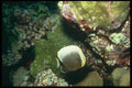 012011 Spotted Butterflyfish A4 Photo Print