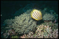 012012 Stiped Angelfish With Coral A4 Photo Print