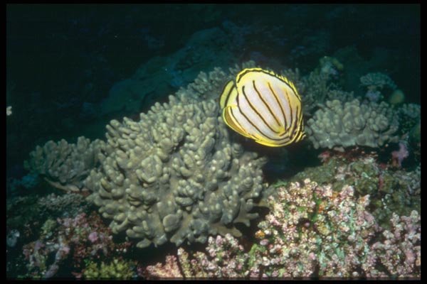 012012 Stiped Angelfish With Coral A4 Photo Print