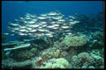 012013 School Of Reef Fish A4 Photo Print