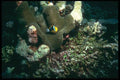 012014 Clownfish By Coral A4 Photo Print