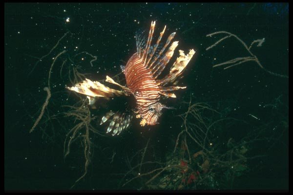 012015 Lion Fish A4 Photo Print