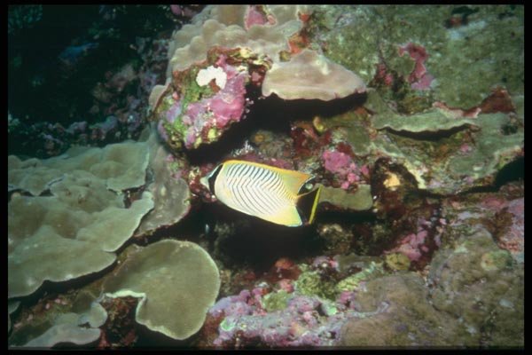 012016 Angelfish With Coral A4 Photo Print