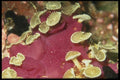 012017 Red Coral Close Up  A4 Photo Print