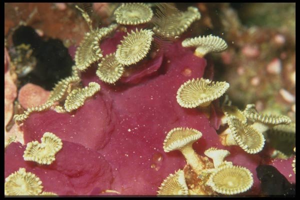 012017 Red Coral Close Up  A4 Photo Print