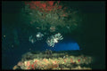 012018 Two Lion Fish In Cave A4 Photo Print
