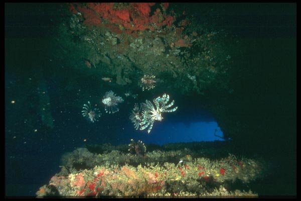 012018 Two Lion Fish In Cave A4 Photo Print