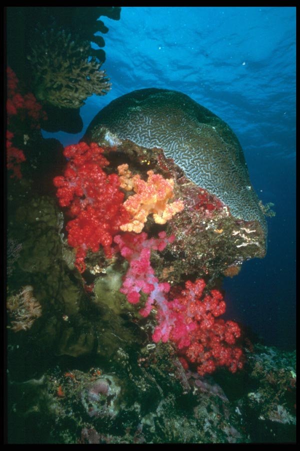 012019 Red Coral With Brain Coral A4 Photo Print