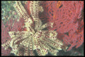 012020 Crinoids With Red Coral A4 Photo Print
