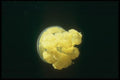 012021 Floating Yellow Sea Life A4 Photo Print