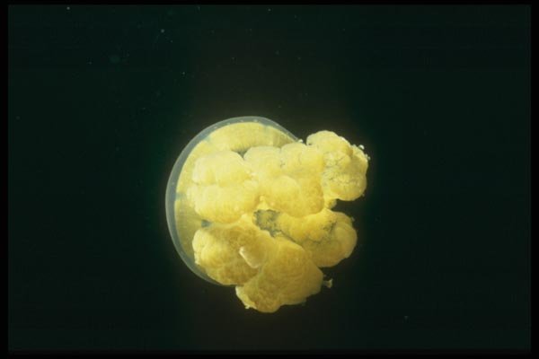 012021 Floating Yellow Sea Life A4 Photo Print