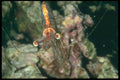 012022 Shrimp On Rocks A4 Photo Print