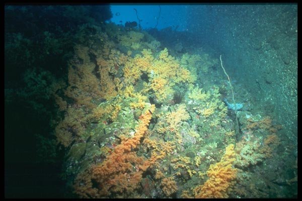 012024 Golden Coral A4 Photo Print
