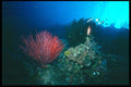 012025 Gorgonian Red Coral A4 Photo Print