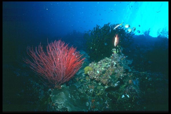 012025 Gorgonian Red Coral A4 Photo Print