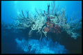 012026 Natural Coral Bridge A4 Photo Print