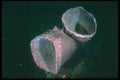 012027 Basket Sponge A4 Photo Print